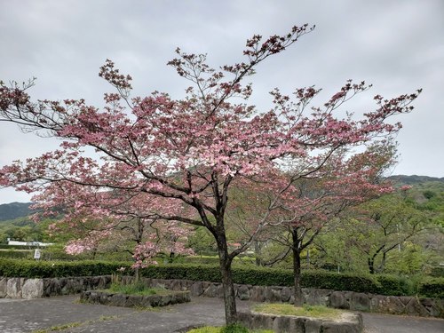 20190417_114427.jpg