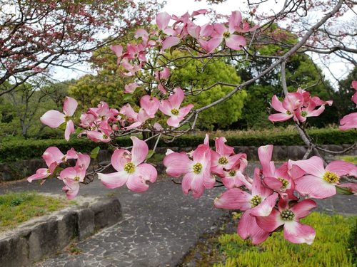 20190417_114449.jpg