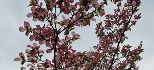 あ20190417_114412.jpg