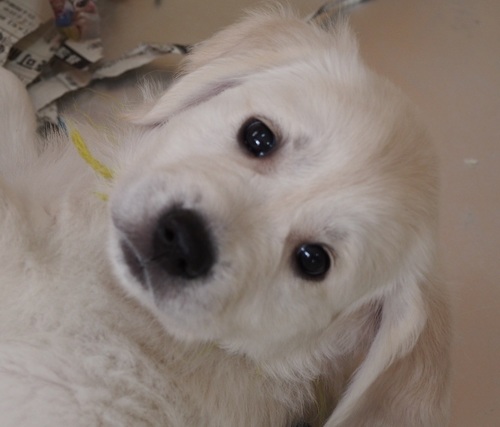 あれもんP7103892.jpg