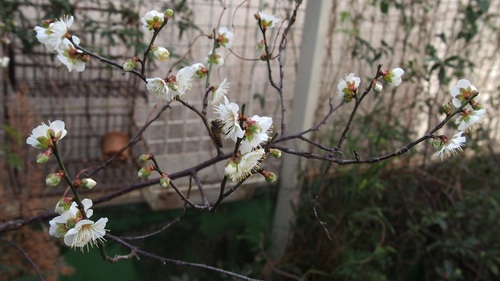 あP1211289.jpg