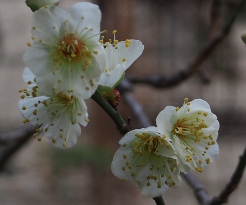 あP1211293.jpg