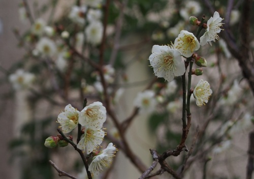 あP1211300.jpg