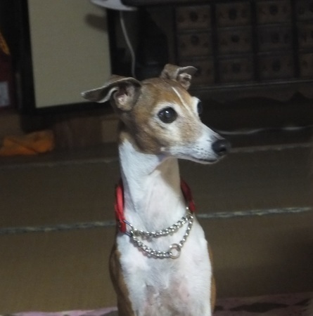 ジャミ セレーノ.jpg