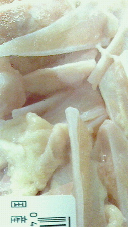鶏軟骨2.jpg