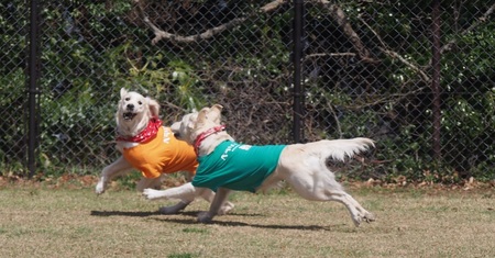 P3232125.jpg走る.jpg